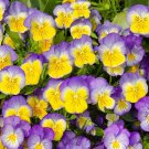 Pansy Pansy Ultima Morpho Flowers 100 Seeds Fresh Seeds