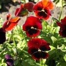 Pansy Swiss Giant Pansy Flower 2000 Seeds Fresh Seeds