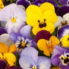 Pansy Velvet Pansy Flower Mix 1000 Seeds Fresh Seeds