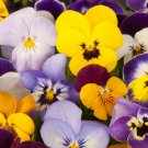 Pansy Velvet Pansy Flower Mix 2000 Seeds Fresh Seeds