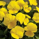 Pansy Yellow Pansy Flower 2000 Seeds Fresh Seeds