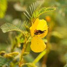Partridge Pea Wild Flower Forage 1000 Seeds Fresh Seeds