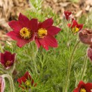 Pasque Flower Anemone Pulsatilla Flower 1000 Seeds Fresh Seeds