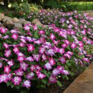 Patience Plant Violet Starburst Impatiens Flower 200 Seeds Fresh Seeds