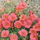 Peach Moss Rose Portulaca Groundcover Plant 500 Seeds Fresh Seeds