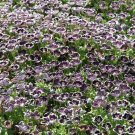 Pennie Black Nemophila Baby Black Eyes Flower 2000 Seeds Fresh Seeds