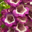 Penstemon Hartwegii Arabesque Violet Beardtongue Plant Flower 30 Seeds Fresh Seeds