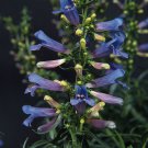 Penstemon Heterophyllus Electric Blue Garden Plant 50 Seeds Fresh Seeds