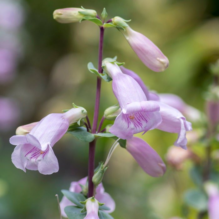 Penstemon Shell Leaf Drought Resistant Garden Flower Plant 4000 Seeds Fresh Seeds