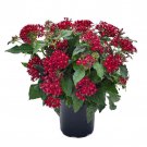 Pentas Pentas Graffiti Bright Red Flower 25 Seeds Fresh Seeds