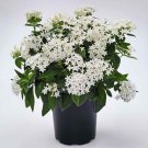 Pentas White Pentas Lanceeolata Flower 25 Seeds Fresh Seeds