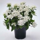 Pentas White Pentas Lanceeolata Flower 50 Seeds Fresh Seeds
