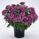 Pentas Pentas Graffiti Violet Flower 50 Seeds Fresh Seeds