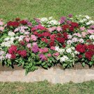 Pentas Pentas Lanceeolata Star Flower 25 Seeds Fresh Seeds