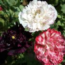 Peony Antique Shades Mixture 5000 Seeds Fresh Seeds