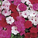 Peppermint Mix Impatiens Accent Impatiens Flower 200 Seeds Fresh Seeds
