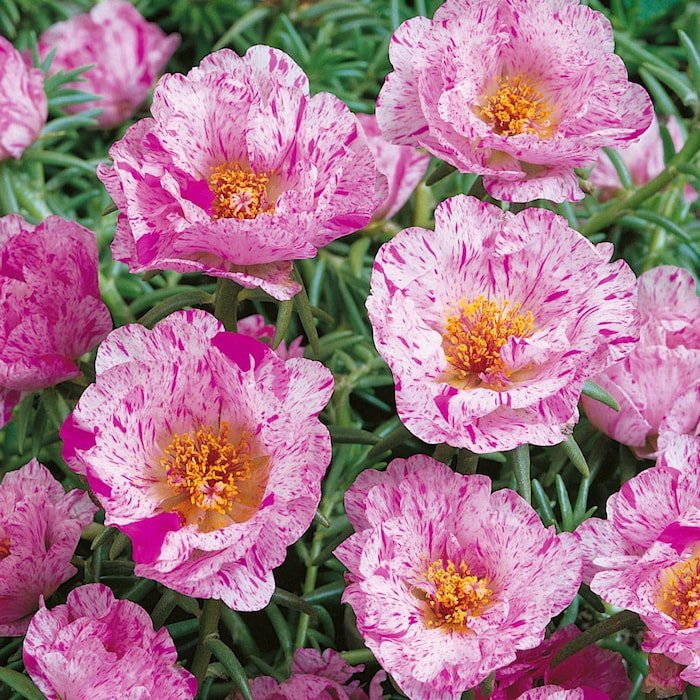 Peppermint Moss Rose Ground Cover Plant 500 Seeds Fresh Seeds