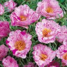 Peppermint Moss Rose Ground Cover Plant 500 Seeds Fresh Seeds