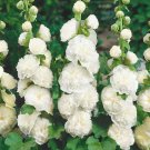 Perennial Alcea Rosea Chaters Double White Hollyhock Flower 200 Seeds Fresh Seeds