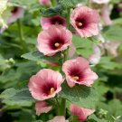 Perennial Alcea Rosea Halo Apricot Hollyhock Garden Flower 50 Seeds Fresh Seeds