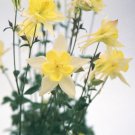 Perennial Aquilegia Columbine Swan Yellow Garden Flowers 30 Seeds Fresh Seeds