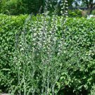 Perennial Baptisia Alba White Wild Indigo Garden Flower Plant 200 Seeds Fresh Seeds