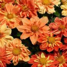 Perennial Dahlia Sunny Reggae Flower 200 Seeds Fresh Seeds