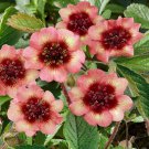 Perennial Potentilla Cinquefoil Melton Fire Garden Flower Plant 500 Seeds Fresh Seeds