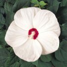 Perennial White Hibiscus Large Flowering Plants 10 Seeds Fresh Seeds