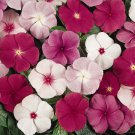 Periwinkle Titan Flower Mix For Containers 50 Seeds Fresh Seeds