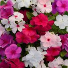Periwinkle Valiant Garden Flower Mix 50 Seeds Fresh Seeds
