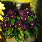 Periwinkle Vinca Blackberry Flower For Containers Gardens 50 Seeds Fresh Seeds