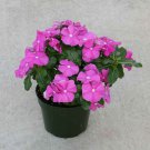 Periwinkle Vinca Orchid Eye Ground Cover Plant 100 Seeds Fresh Seeds