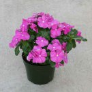 Periwinkle Vinca Orchid Eye Ground Cover Plant 50 Seeds Fresh Seeds