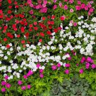Periwinkle Vinca Rosea Little Mix Ground Cover Plant 2000 Seeds Fresh Seeds
