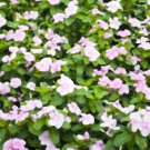 Periwinkle Vinca Rosea Pink Ground Cover Plant 2000 Seeds Fresh Seeds