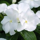 Periwinkle Vinca Rosea White Ground Cover Plant 2000 Seeds Fresh Seeds