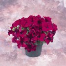 Petunia Grandiflora Burgundy Petunia Flower 250 Seeds Fresh Seeds