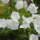 Petunia Grandiflora White Petunia Flower 250 Seeds Fresh Seeds