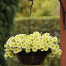 Petunia Grandiflora Yellow Petunia Flower 500 Seeds Fresh Seeds