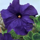 Petunia Grandiflora Blue Petunia Flower 250 Seeds Fresh Seeds