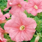 Petunia Grandiflora Salmon Petunia Flower 500 Seeds Fresh Seeds