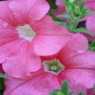 Petunia Graniflora Pink Petunia Flower 250 Seeds Fresh Seeds