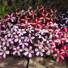 Petunia Multiflora Star Petunia Flower 1000 Seeds Fresh Seeds