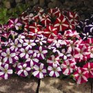 Petunia Multiflora Star Petunia Flower 500 Seeds Fresh Seeds