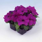 Petunia Multiflora Violet Petunia Flower 500 Seeds Fresh Seeds