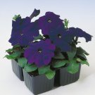 Petunia Multiflora Blue Petunia Flower 250 Seeds Fresh Seeds