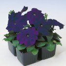 Petunia Multiflora Blue Petunia Flower 500 Seeds Fresh Seeds