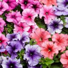Petunia Multiflora Petunia Mix Flower 500 Seeds Fresh Seeds