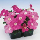 Petunia Multiflora Pink Petunia Flower 500 Seeds Fresh Seeds
